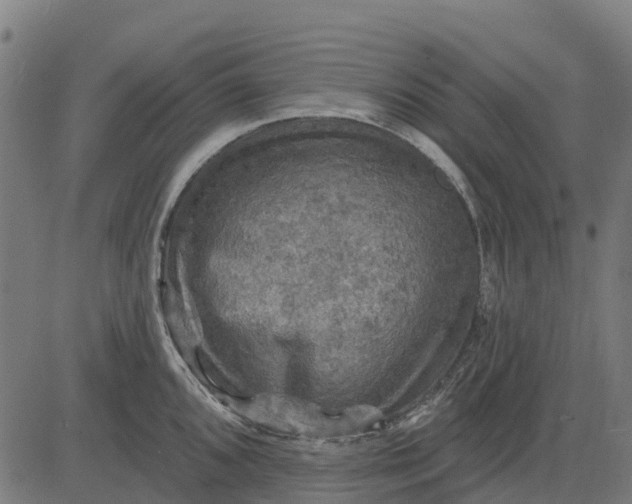 X0000084561096200703091739