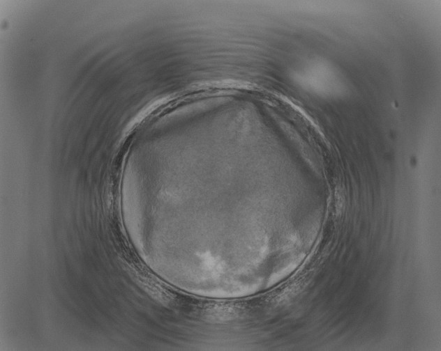 X0000084561266200703091736