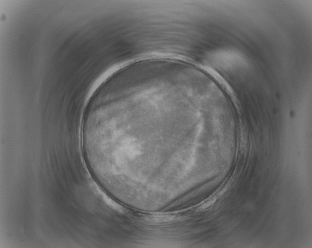 X0000084561294200703091735