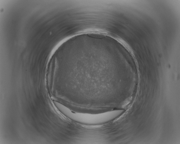 X0000084561296200703091735