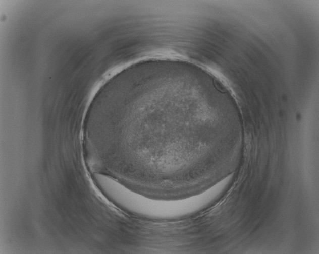 X0000084561335200703091735