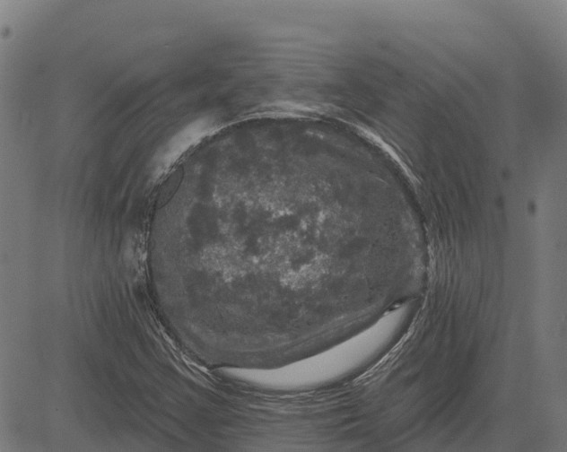 X0000084561355200703091734