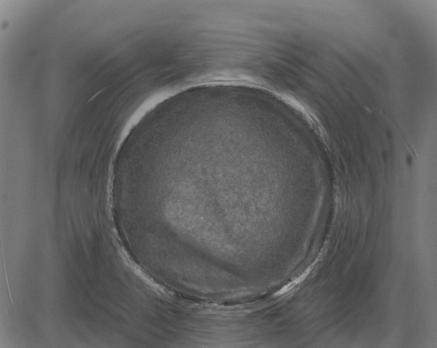 X0000084561374200703091734