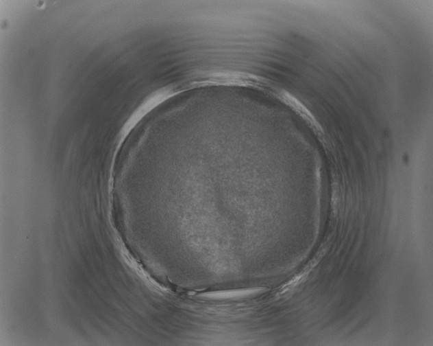 X0000084561378200703091734