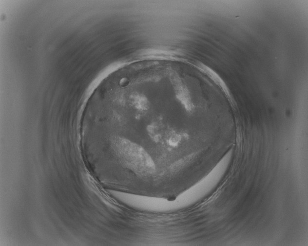 X0000084561435200703091734