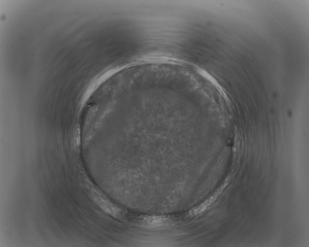 X0000084561461200703091733