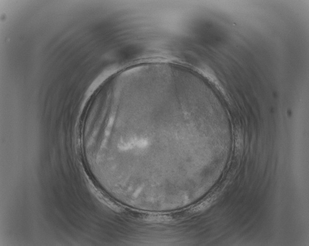 X0000084561466200703091732