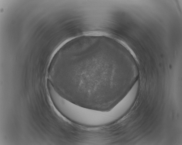 X0000084561484200703091732