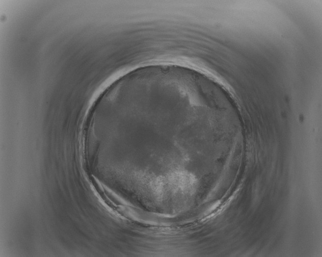 X0000084561517200703091732