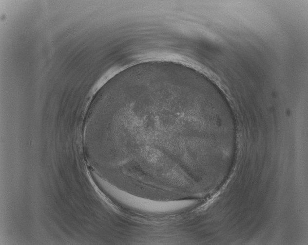 X0000084561521200703091732