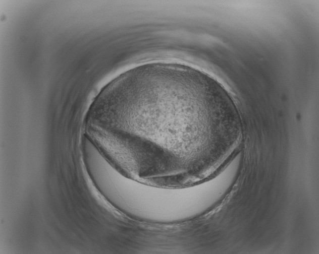 X0000084561526200703091732