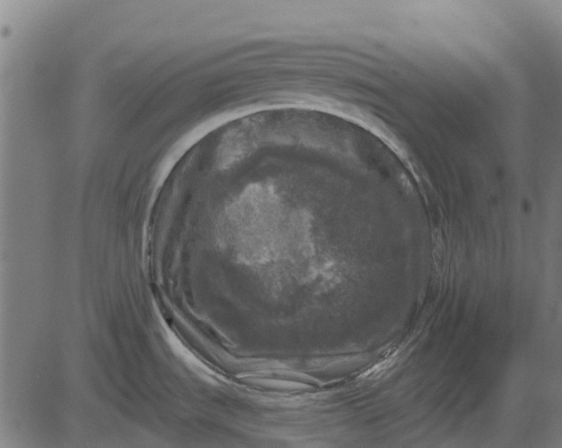 X0000084561535200703091732