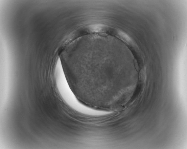 X0000084560217200703161710