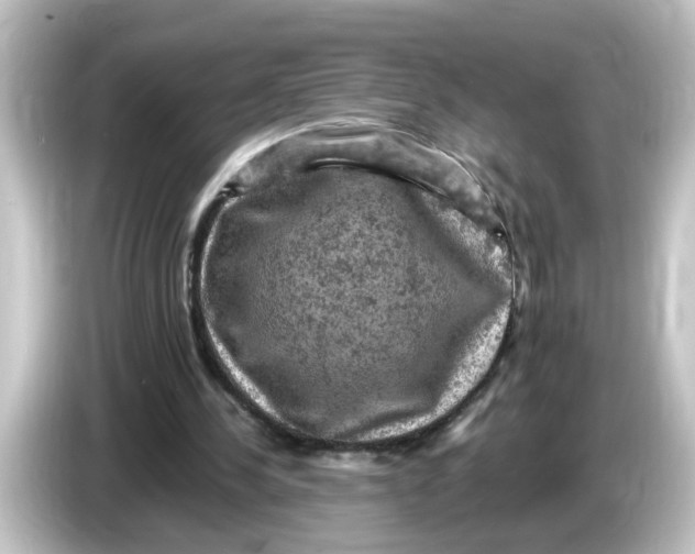 X0000084560244200703161709