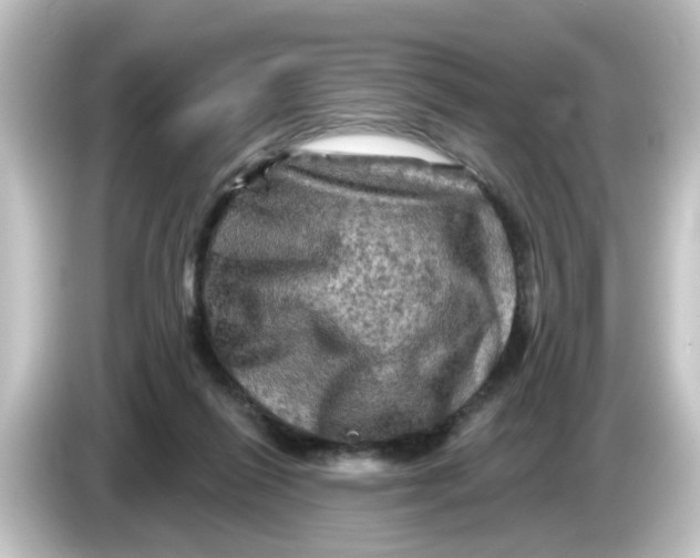 X0000084560262200703161709