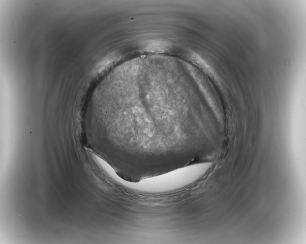 X0000084560354200703161708