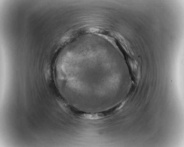 X0000084560524200703161706