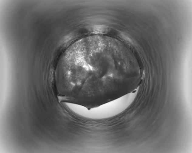 X0000084560554200703161706