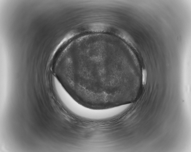 X0000084560723200703161704