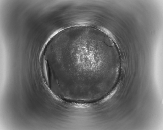 X0000084560835200703161703