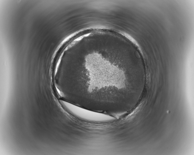 X0000084560935200703161702