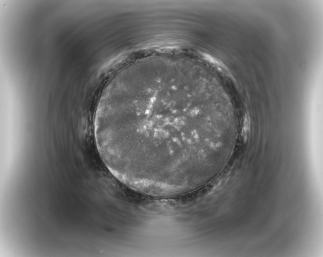 X0000084560966200703161701