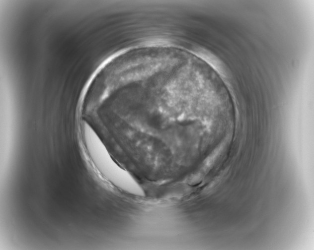 X0000084561008200703161701