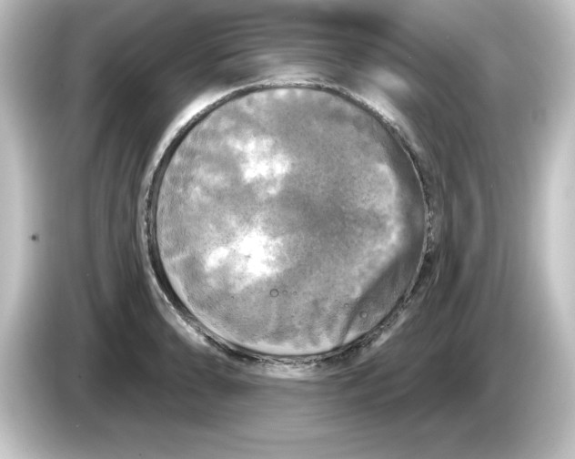 X0000084561086200703161700