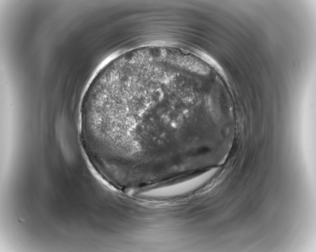 X0000084561095200703161700