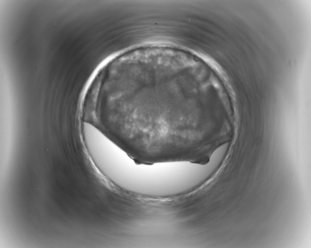 X0000084561248200703161659