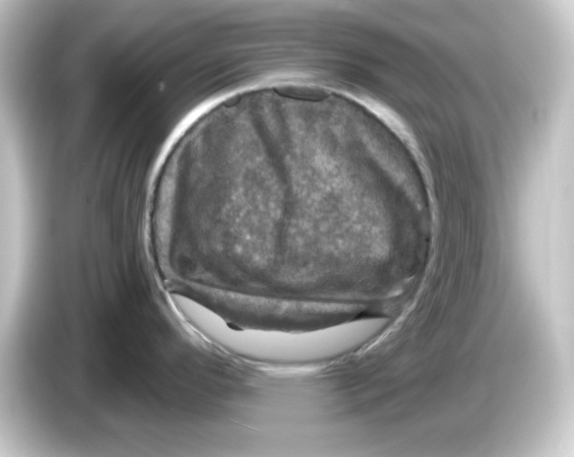 X0000084561296200703161657