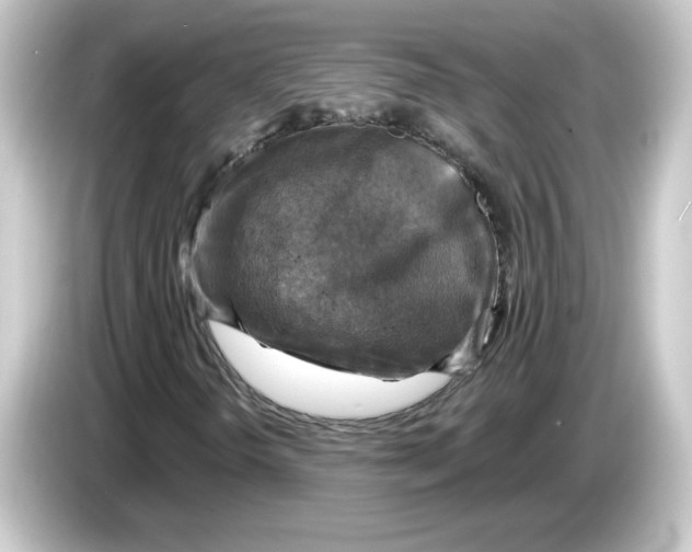 X0000084561298200703161657