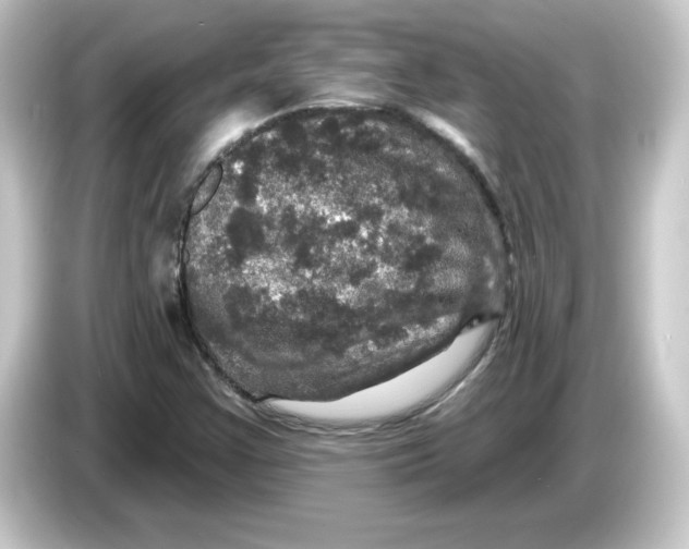 X0000084561355200703161657