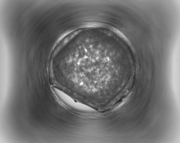 X0000084561417200703161656