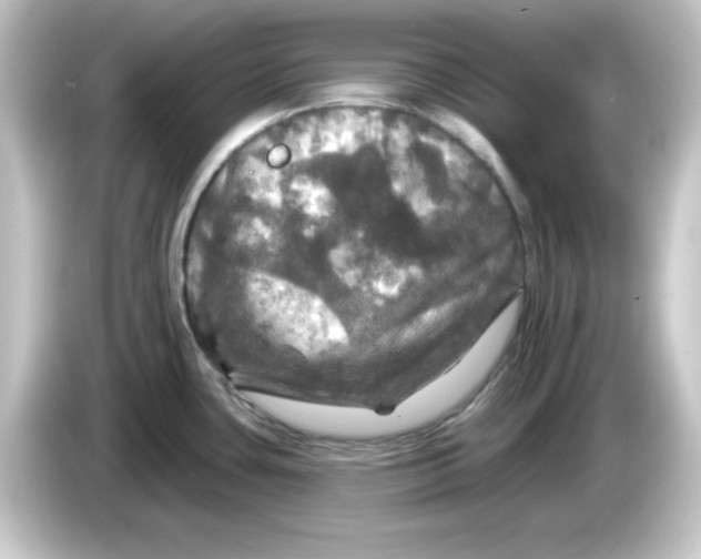 X0000084561435200703161656