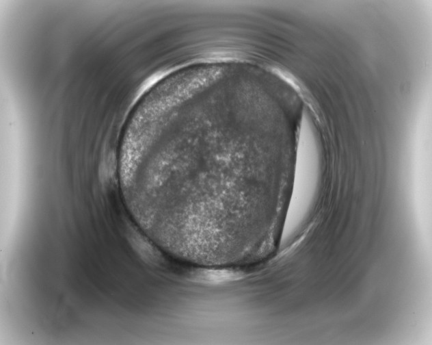 X0000084561465200703161655