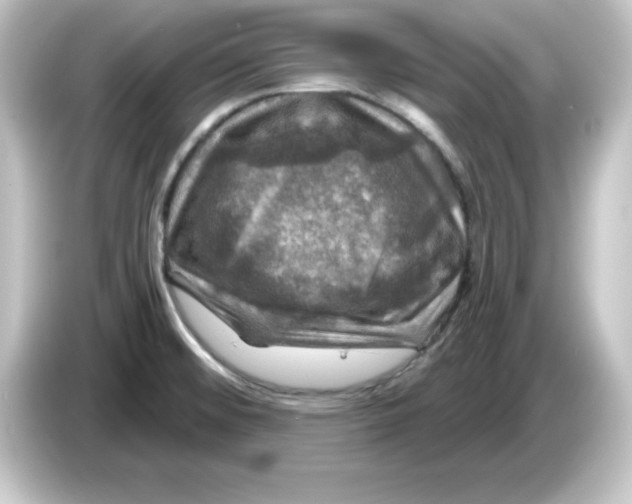 X0000084561476200703161655