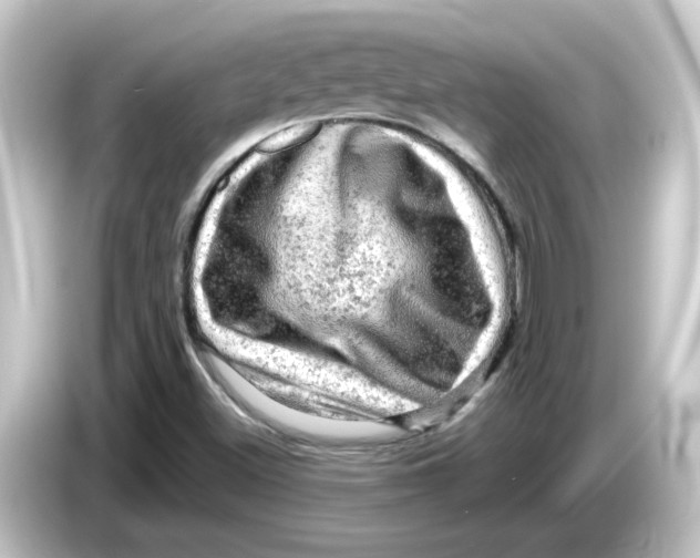 X0000084561500200703161655