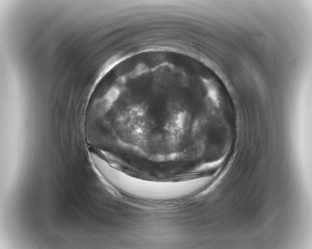 X0000084561529200703161655