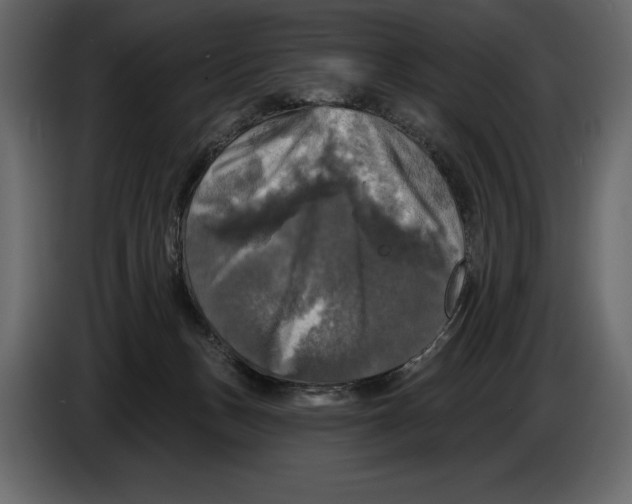 X0000084560175200703231807