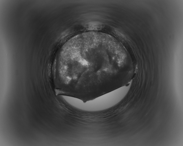 X0000084560554200703231801