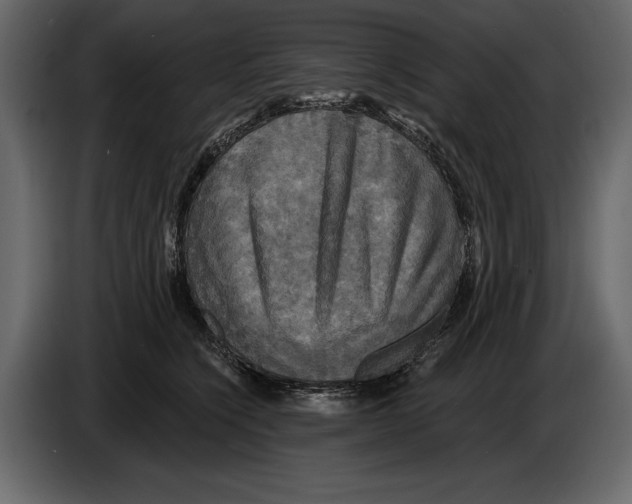 X0000084560564200703231801