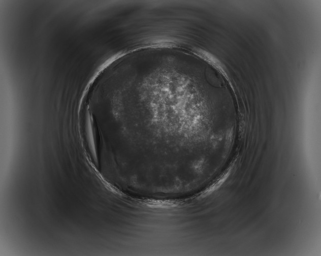 X0000084560835200703231757