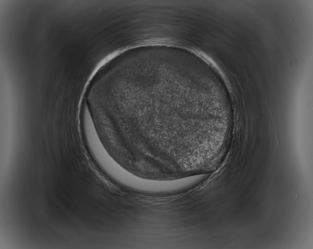 X0000084561230200703231751