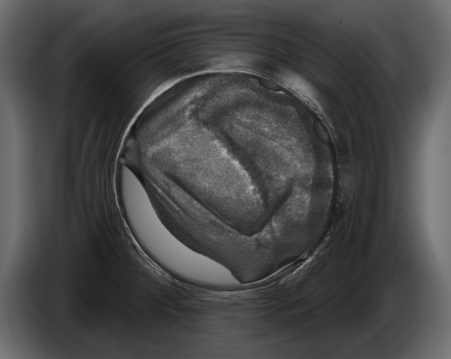 X0000084561284200703231750