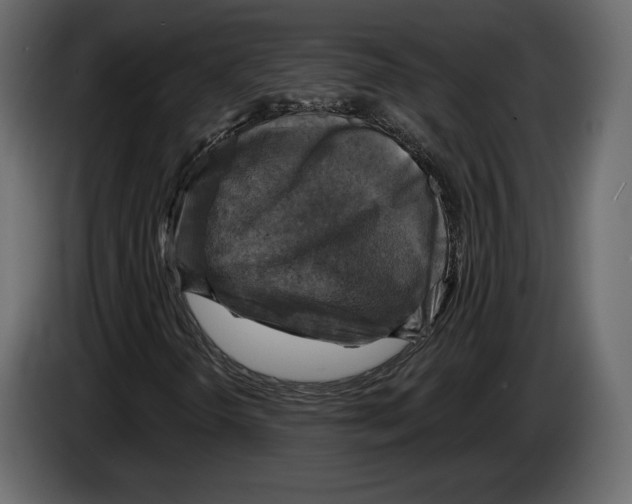 X0000084561298200703231750