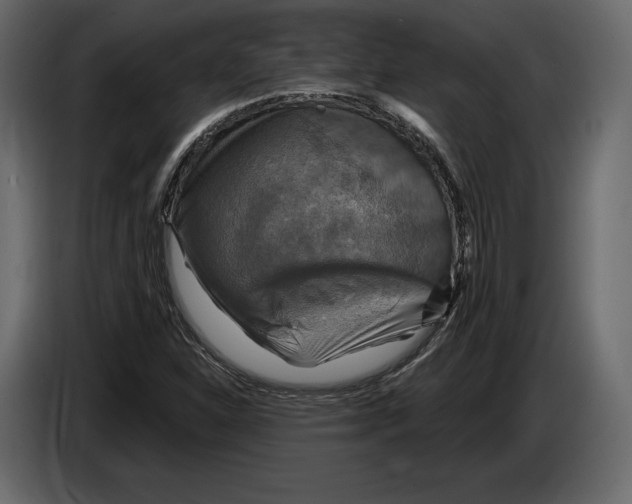 X0000084561310200703231750