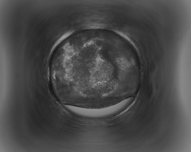 X0000084561317200703231750