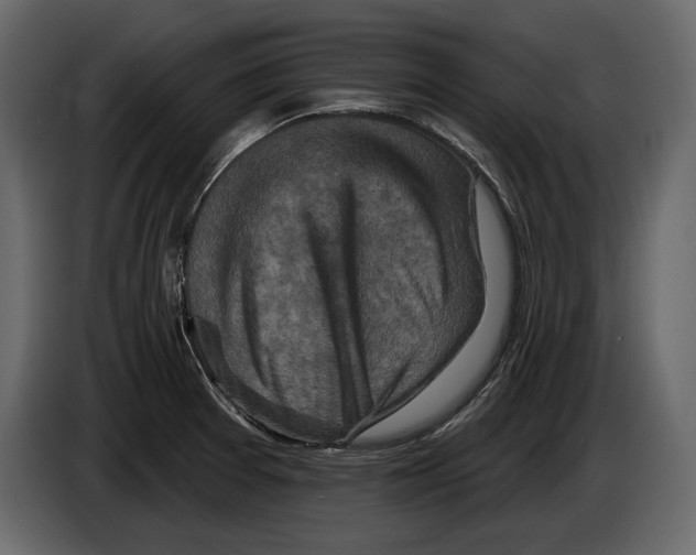 X0000084561377200703231749