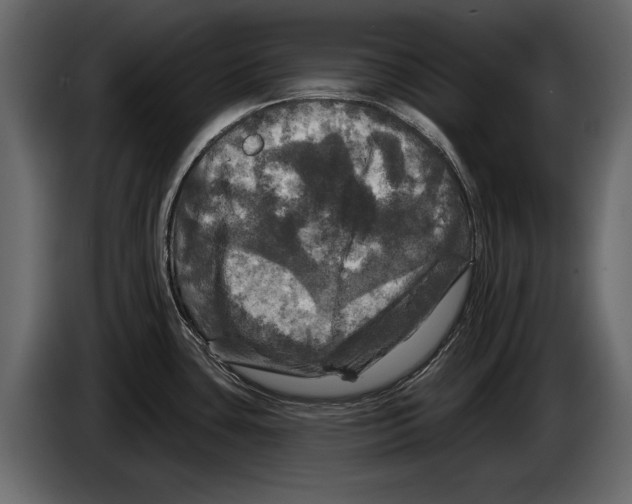 X0000084561435200703231749